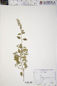 Nepeta mussinii image