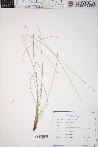 Eleocharis erythropoda image