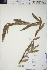 Salix alba image