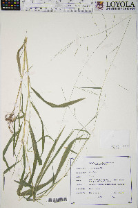 Leersia virginica image