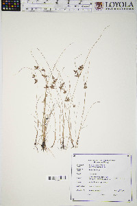 Cyperus bipartitus image