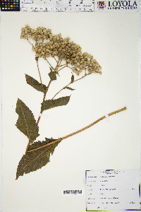 Parthenium integrifolium image