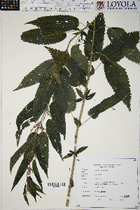 Urtica gracilis image