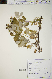 Rubus occidentalis image