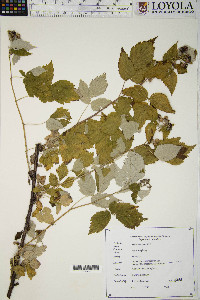 Rubus occidentalis image