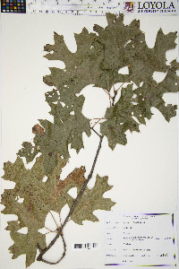 Quercus coccinea image