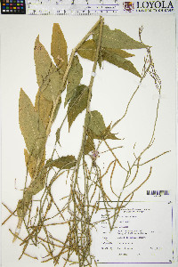 Hesperis matronalis image