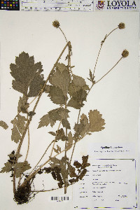 Geum aleppicum image