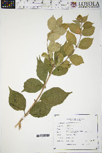 Lonicera maackii image