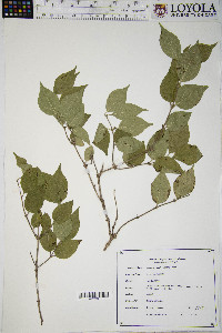 Lonicera maackii image