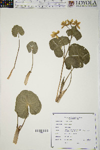 Caltha palustris image