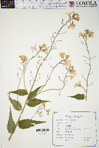 Hesperis matronalis image