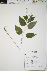 Circaea canadensis image