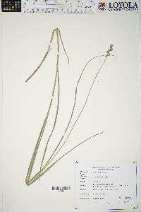 Carex normalis image