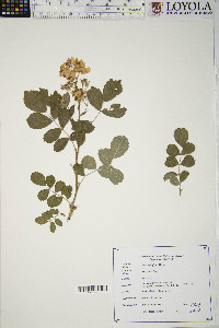 Rosa multiflora image