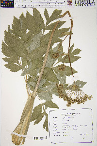 Angelica atropurpurea image