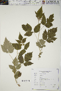 Rubus occidentalis image