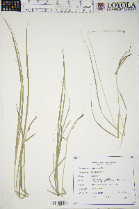 Carex normalis image