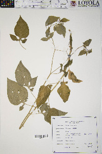 Image Associated With the Occurence