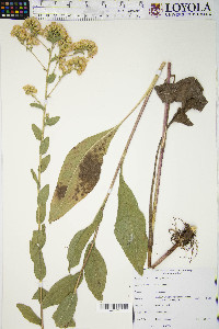 Solidago rigida image