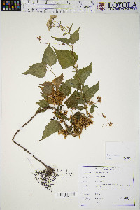 Cuscuta gronovii image