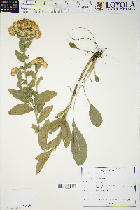 Solidago rigida image