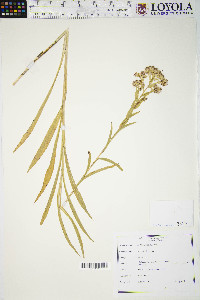 Solidago riddellii image