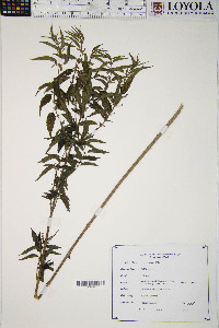 Urtica gracilis image