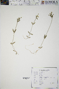 Cerastium fontanum subsp. vulgare image