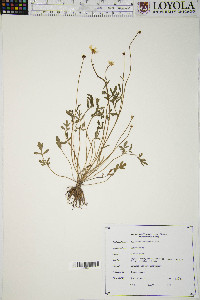 Ranunculus fascicularis image