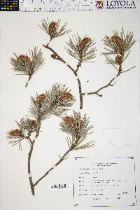 Pinus sylvestris image