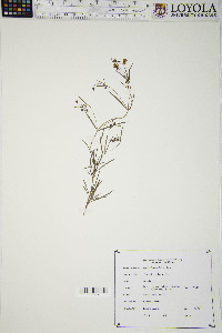 Lysimachia quadriflora image