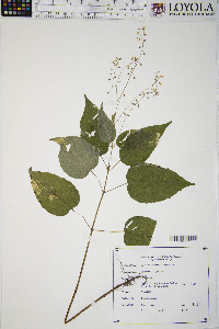 Circaea canadensis image