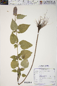 Agastache scrophulariifolia image