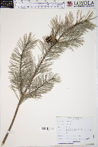 Pinus sylvestris image