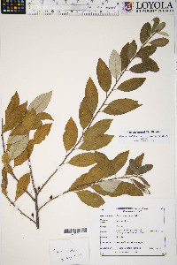 Elaeagnus umbellata var. parvifolia image