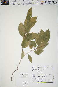 Cornus racemosa image