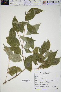 Cornus racemosa image