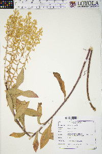 Solidago speciosa image