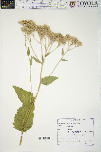 Parthenium integrifolium image