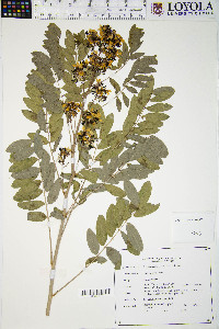 Senna hebecarpa image