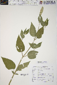 Agastache scrophulariifolia image