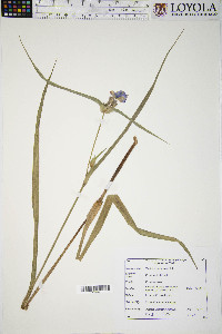 Tradescantia ohiensis image