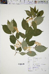 Cornus racemosa image