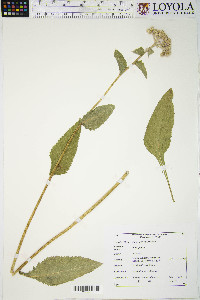 Parthenium integrifolium image