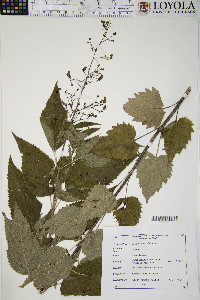 Scrophularia marilandica image