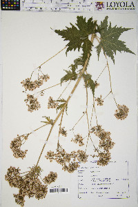 Napaea dioica image