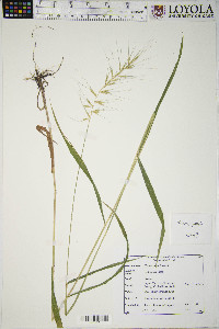 Elymus hystrix image