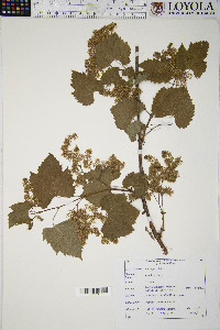 Vitis riparia image