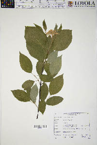 Cornus sericea subsp. sericea image